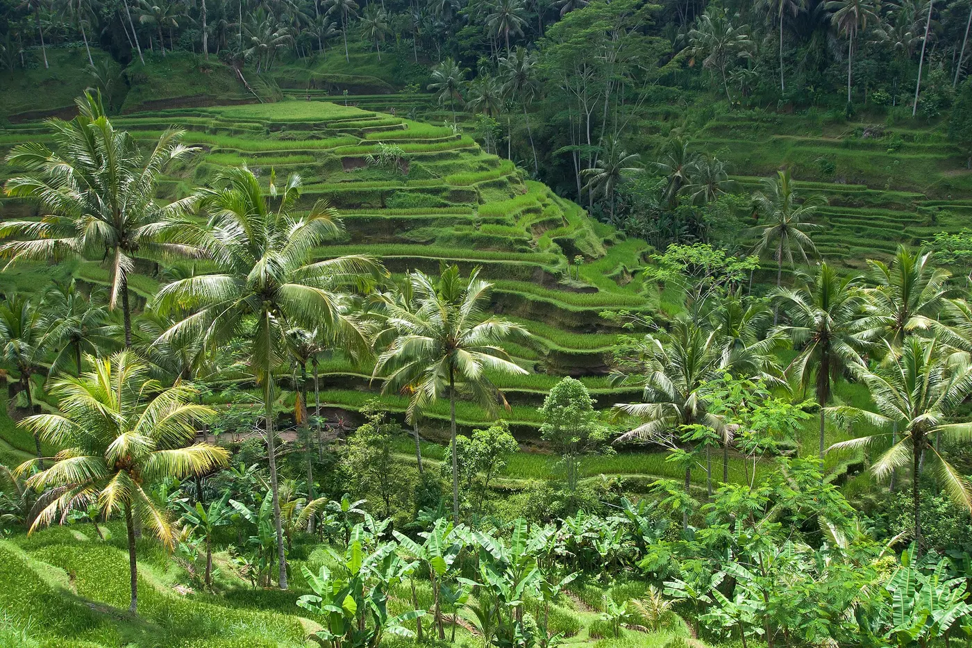 Vue lumineuse de Bali
